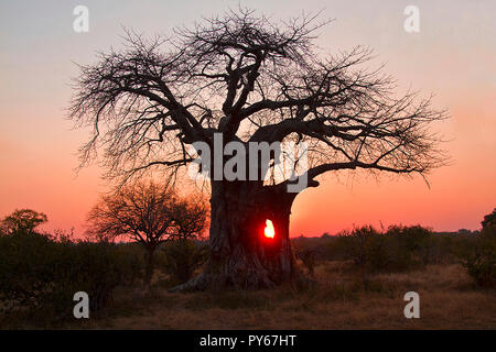The distinctive outline of a huge old Baobab makes the classic outline of a special tree, in both looks and cultural significance in all the hot, dry  Stock Photo