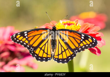 Brilliant orange and black Viceroy butterfly resting on a Zinnia flower in morning sun soon after eclosing from chrysalis Stock Photo