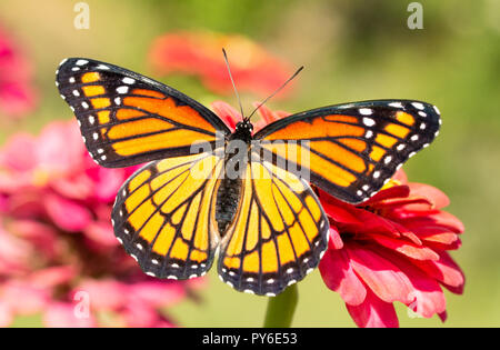 Gorgeous Viceroy butterfly resting on a Zinnia flower with wings wide open, shortly after eclosing from chrysalis Stock Photo