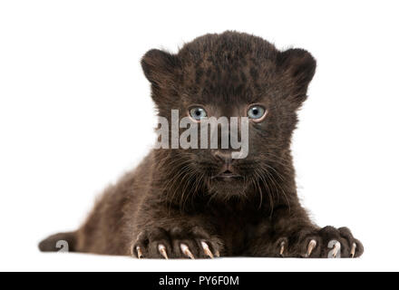 Black Leopard cub facing and lying down, 3 weeks old, isolated on white Stock Photo