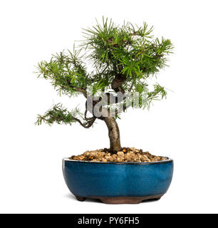 European larch bonsai tree, Larix decidua, isolated on white Stock Photo