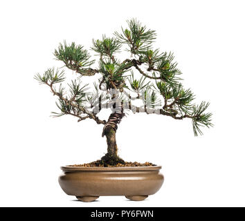 Scots pine bonsai tree, Pinus sylvestris, isolated on white Stock Photo
