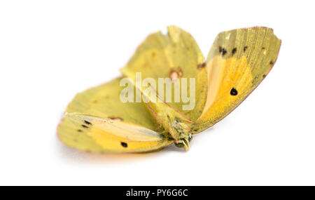 Dead butterfly after a frontal hit with a car, isolated on white. Stock Photo