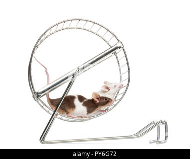 Side view of Common house mice playing in a wheel, Mus musculus, isolated on white Stock Photo