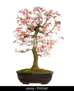 Trident Maple bonsai tree, Acer buergerianum, isolated on white Stock Photo