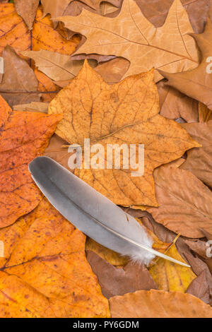 Orange gold Autumnal leaves on ground with small bird's feather. Metaphor autumn years, season's end, later life, retirement, Fall, light as a feather Stock Photo