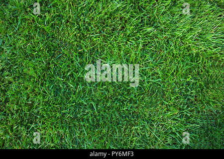 Green short cut grass lawn texture, background Stock Photo