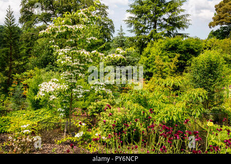 A young wedding cake tree (Cornus controversa Variegata) at the RHS Garden Rosemoor, Devon, England, UK Stock Photo