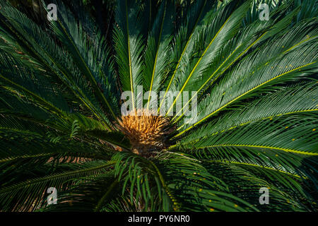 Cycad scientific name is Cycas circinalis L. Families Cycadaceae. Cycas close up with lyzard on the heart of the palm, flower, and plant Stock Photo