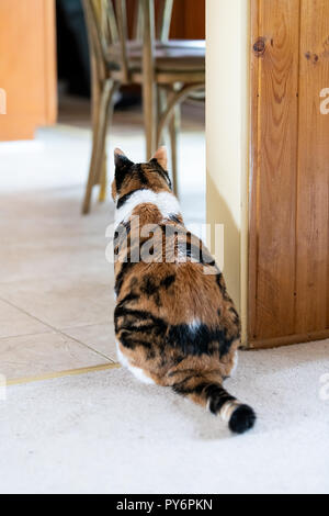 Back of one calico old cat sitting by kitchen on carpet floor, waiting for food in home, house, apartment, living room indoors, inside Stock Photo