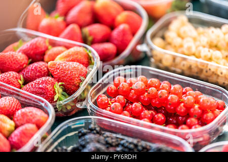 Many plastic containers boxes of berries, white and red currants, blackberries, on display in farmers market Stock Photo