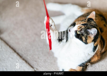 Closeup of playful calico cat, lying, playing with red stripe toy in living room, house, home on carpet floor, biting, catching, holding with one paw  Stock Photo