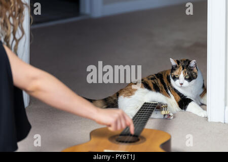 Female, woman owner, person sitting on carpet floor, playing with hand, fingers on strings, calico cat looking musical instrument guitar, curious in h Stock Photo