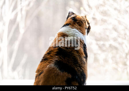 Closeup of calico cat back looking through, out of window, bright natural light, outside, outdoors, birdwatching, watching bird Stock Photo