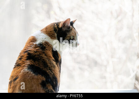 Closeup of calico cat leaning on windowsill, window sill, standing on hind legs trick, looking up, watching outside through screen, watching birds, bi Stock Photo