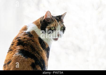Closeup of calico cat leaning on windowsill, window sill, standing on hind legs trick, looking back, watching outside, meowing, hissing, open, opened  Stock Photo