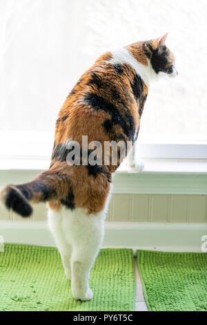 Closeup of funny calico cat leaning on windowsill, window sill, standing on hind legs trick, looking up, watching between curtains blinds outside on g Stock Photo