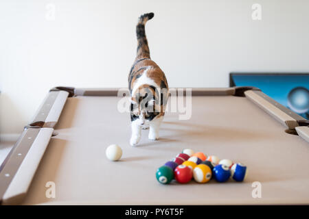 Curious calico cat walking on top of billiard, pool table, striking, breaking with paw white ball, game of snooker, balls set in living room of home,  Stock Photo