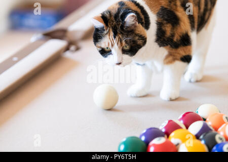 Closeup of curious calico cat walking, standing on top of billiard, pool table, striking, breaking with paw white ball, game of snooker, balls set in  Stock Photo