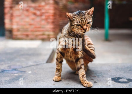 the street homeless cat scratching himself in the yard of the monastery Stock Photo