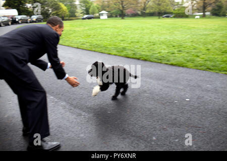 President Barack Obama plays with family dog 'Bo' April 20, 2009, on the South Lawn at the White House. Official White House Photo by Pete Souza Stock Photo