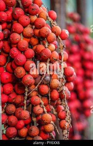 Caribbean Fruits Stock Photo