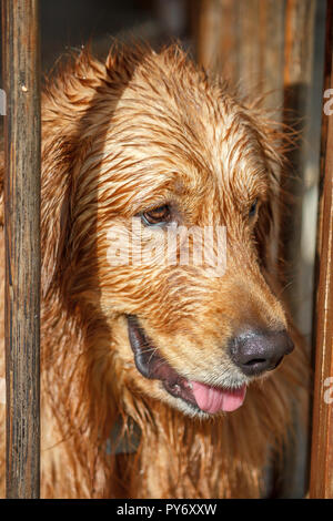 A hairy golden retriever after swimming Stock Photo