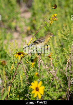 Female Lesser Goldfinch (Spinus psaltria) searching for seeds on prairie sunflowers, Castle Rock Colorado US. Photo taken in August. Stock Photo