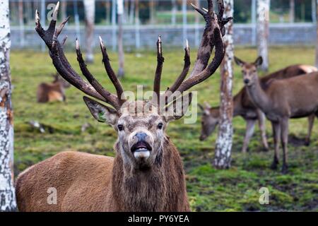 A beautiful deer with big horns walks pasturage in a birch grove among puddles after heavy rain. He looks at the man and eagerly inhales the air. Anim Stock Photo