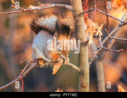 beautiful animal red squirrel in autumn Park sits on a maple tree and eats its seeds Stock Photo