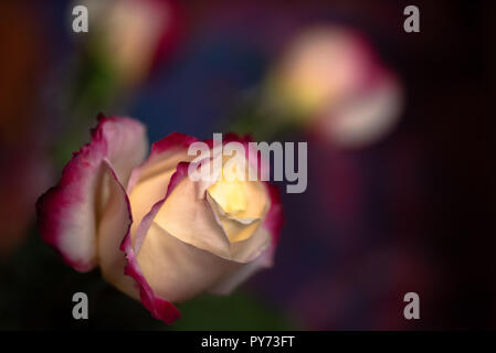 Red rose petals and leaves on a painted bacground Stock Photo