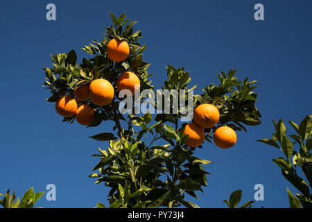 An orange tree branch full of fruits with a backdrop of clear blue sky Stock Photo