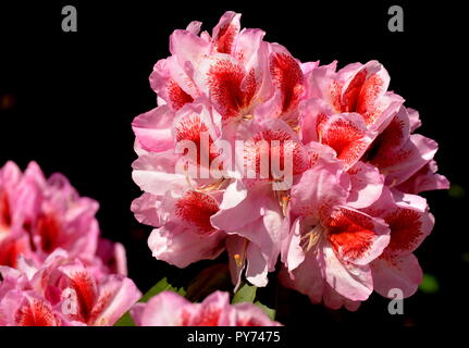 A pink rhododendron in front of a black background. Dramatic color contrast and beautiful tiny patterns on the petals. Stock Photo