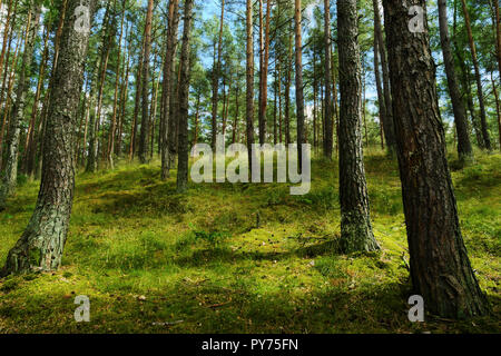 Evergreen coniferous pine forest. Pinewood with Scots or Scotch pine Pinus sylvestris trees growing in Pomerania, Poland. Stock Photo