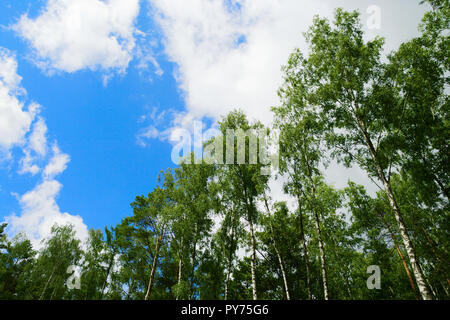 Birch Betula tree crowns against sky. Group of tall birch trees growing in deciduous forest. Pomerania, Poland. Stock Photo