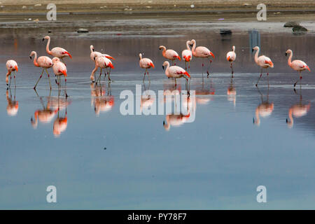 A flock of Chilean Flamingo, Phoenicopterus chilensis, on Laguna Chungara in the high andes of Lauca National Park, Chile Stock Photo