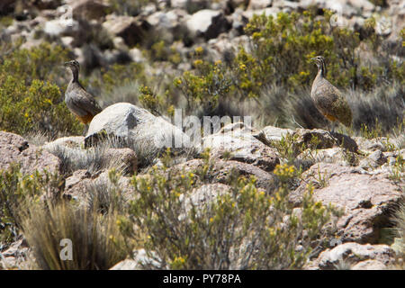 Bird in Lauca National Park, Chile, South America Stock Photo - Alamy