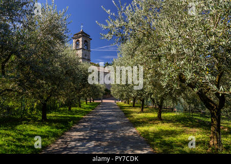 Olive grove at the monastary of Santa Maria di Piona on Lake Como, Italy Stock Photo
