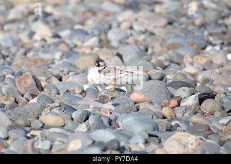 Ringed plover on pebble beach, Hells Mouth, Llyn Peninsula, North Wales Stock Photo