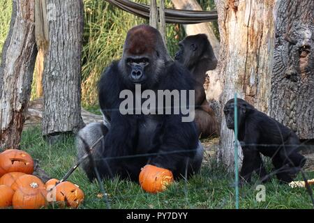 Gorillas at ZSL London Zoo Stock Photo