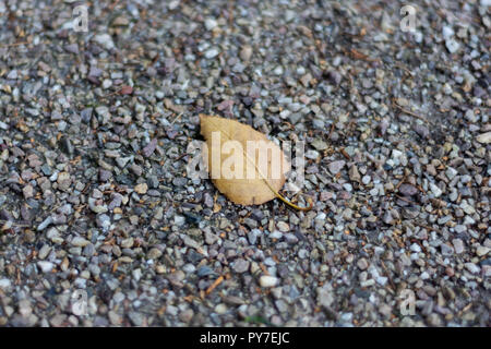 A brown autumnal leaf lying on grey gravel with the veins clearly visible Stock Photo