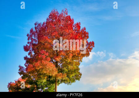 Tree changing leaves colors in Bruges, Belgium Stock Photo