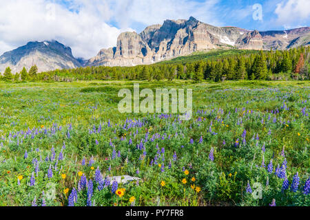 wildflower-meadow-near-many-