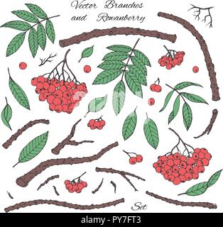 Hand drawn vector set of branches, leaves and red rowanberry line art isolated on white background. Winter decoration in sketch style. Stock Vector
