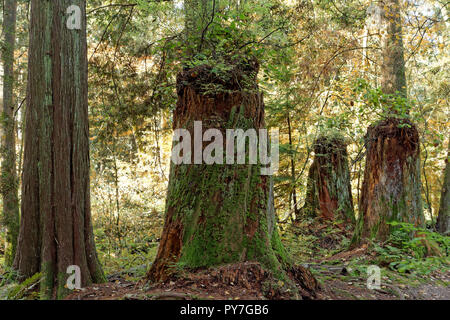 Logged primary growth tree trunks in the forest, Pacific Spirit Regional Park and nature preserve, Vancouver, BC, Canada Stock Photo
