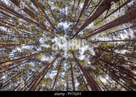 Fisheye lens view of towering western red cedar trees Thuja plicata  in Pacific Spirit Regional Park, Vancouver, BC, Canada Stock Photo