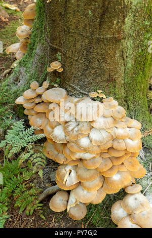 Colony of honey mushrooms growing on trunk of a coniferous tree in  Pacific Spirit Regional Park and nature preserve, Vancouver, BC, Canada Stock Photo