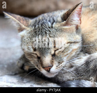 Cute cat sleeping on a stone (head portrait) Stock Photo