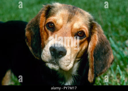 Beagle dog close up looking quizzically at camera, Missouri, USA Stock Photo