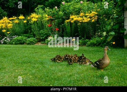 Mallard duck mother and babies walk in garden, Missouri, USA Stock Photo